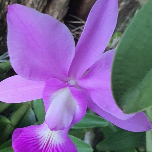 Cattleya walkeriana 花