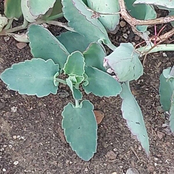 Kalanchoe fedtschenkoi Folio