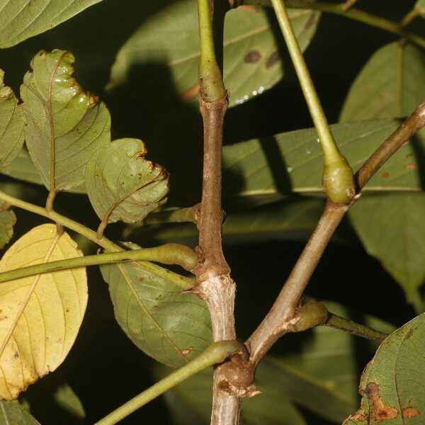 Machaerium floribundum Kůra