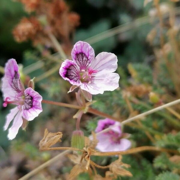 Erodium glandulosum 花