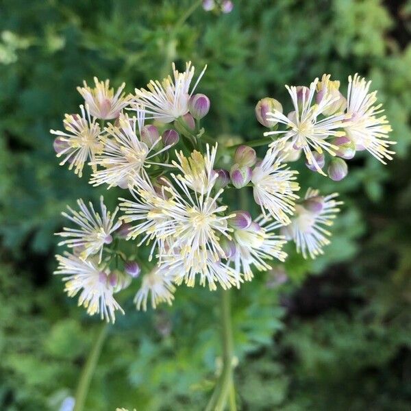 Thalictrum aquilegiifolium പുഷ്പം