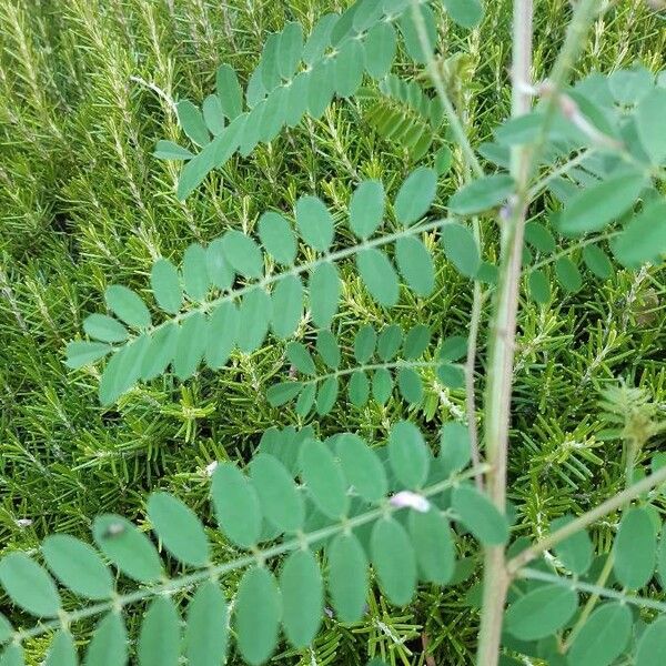 Indigofera tinctoria Leaf