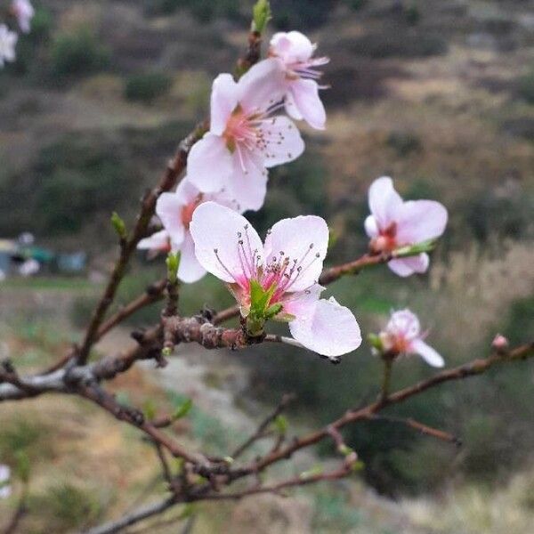 Prunus persica Flower