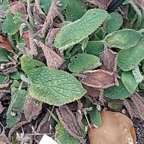 Stachys alpina Lapas