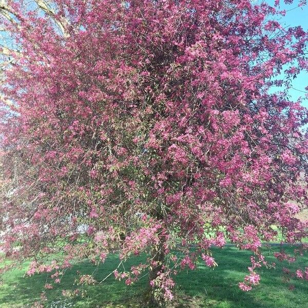 Malus × floribunda Hábito