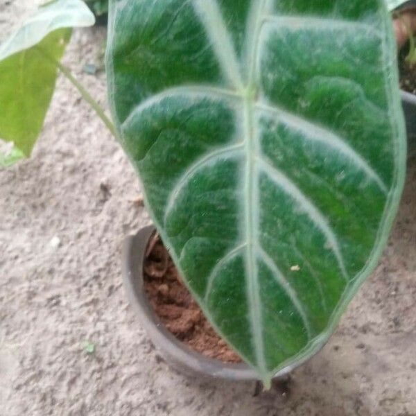 Alocasia longiloba Leaf