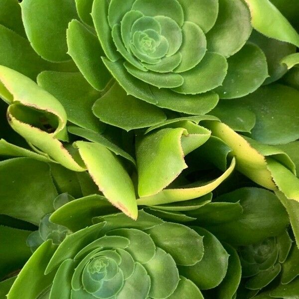 Aeonium arboreum Цвят