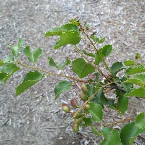 Prunus ilicifolia Blad