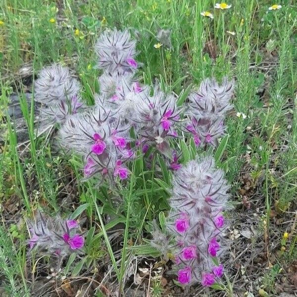 Stachys germanica Çiçek