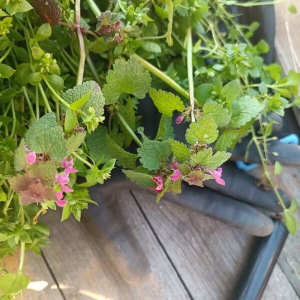 Lamium hybridum Flower