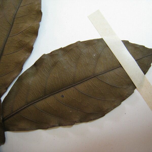 Amphirrhox longifolia Leaf