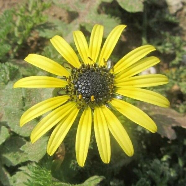 Arctotheca calendula Kvet