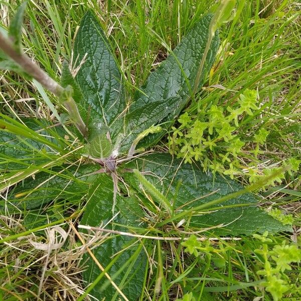 Verbascum phoeniceum Leaf