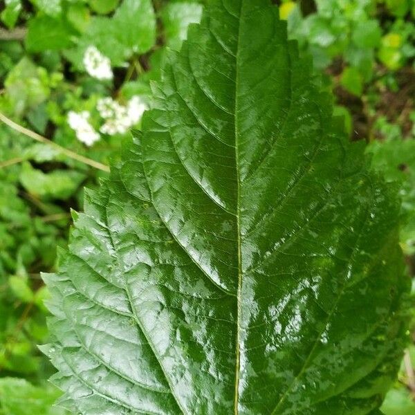 Ageratina aromatica Leaf