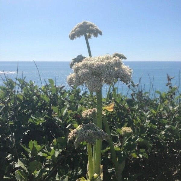 Angelica lucida Flors