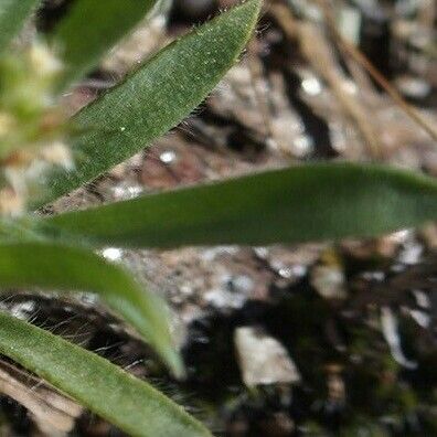 Plantago bellardii Fuelha