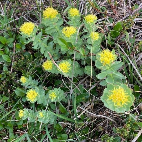 Rhodiola rosea Õis