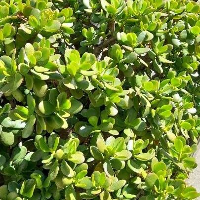 Crassula ovata Habitatea