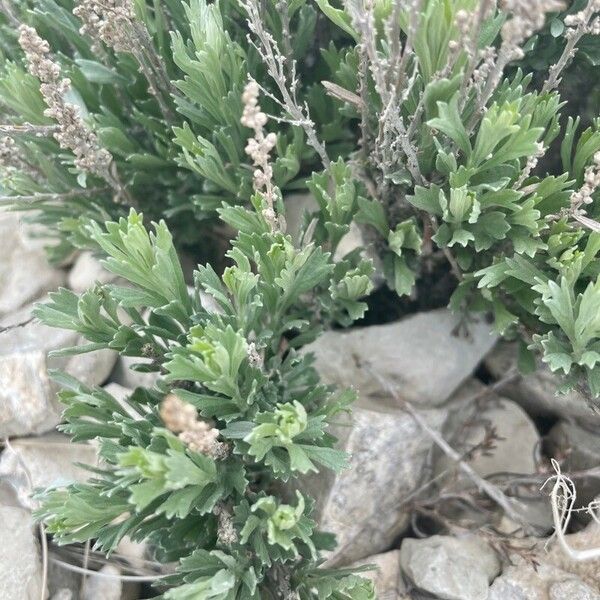 Artemisia tridentata Lehti