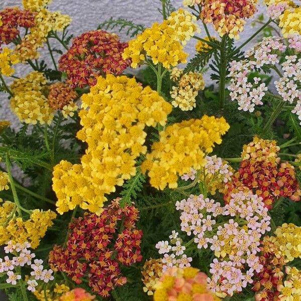 Achillea tomentosa Flors