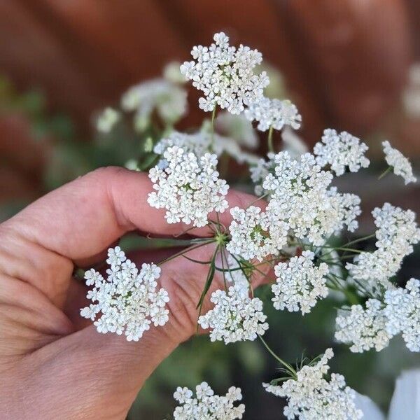 Ammi majus Квітка