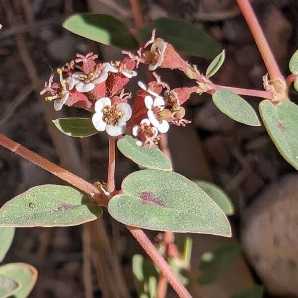 Euphorbia albomarginata Цвят