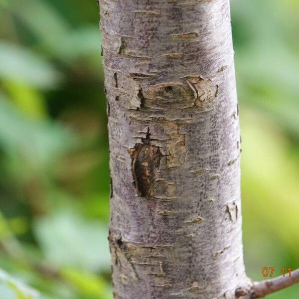 Prunus domestica Cortiza