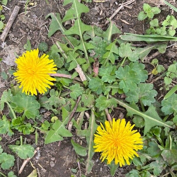 Taraxacum mattmarkense Bloem