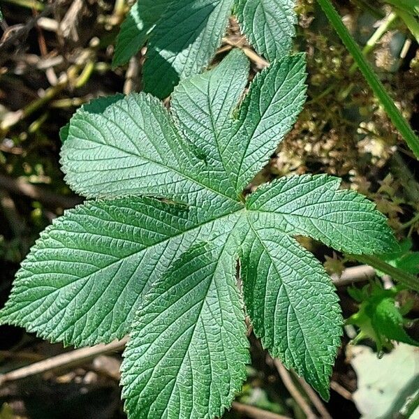 Humulus scandens List