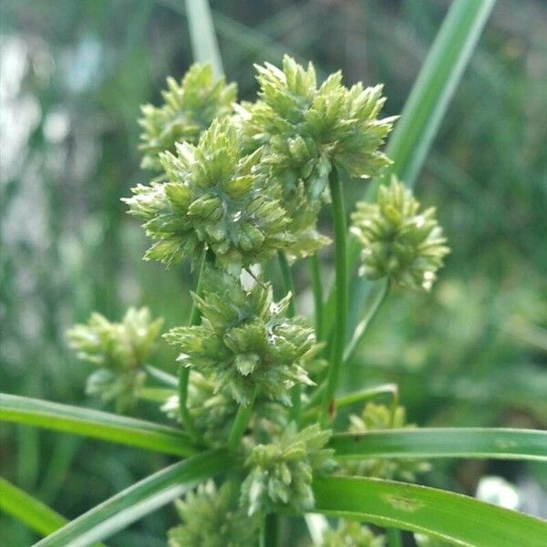 Cyperus eragrostis Fruchs