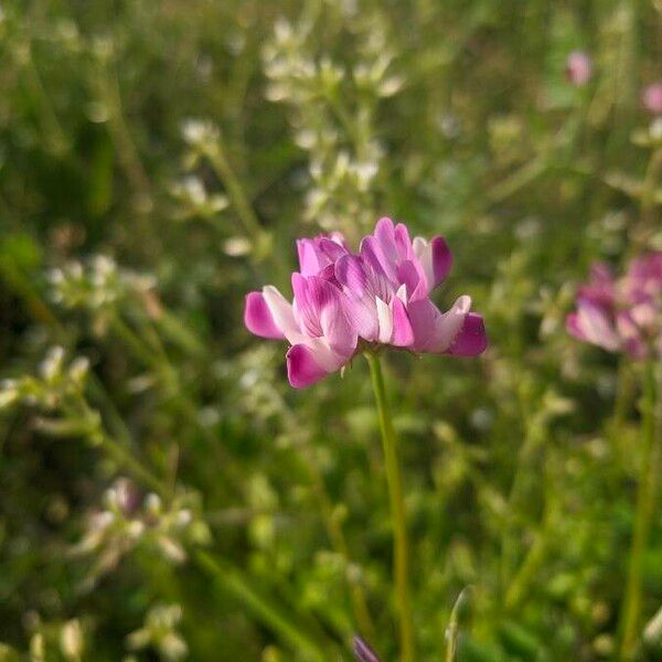 Astragalus sinicus Λουλούδι