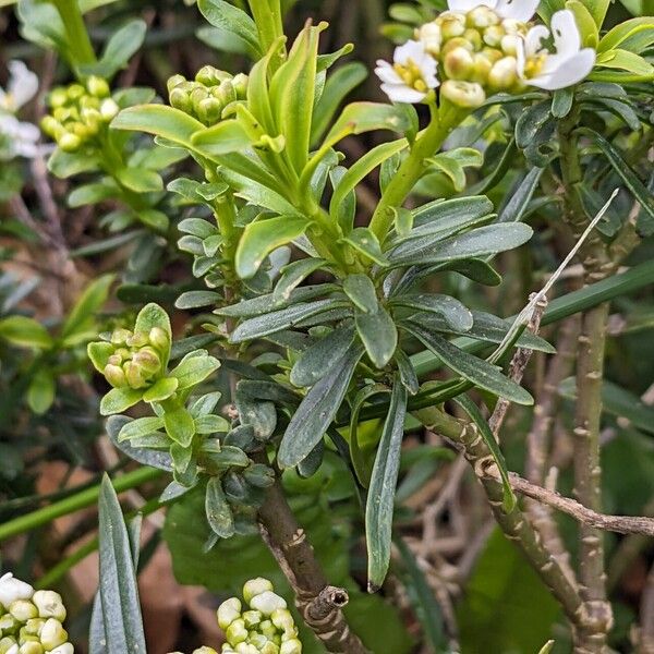 Iberis sempervirens Levél