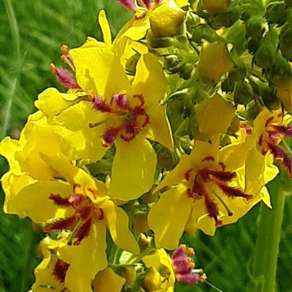 Verbascum nigrum Õis