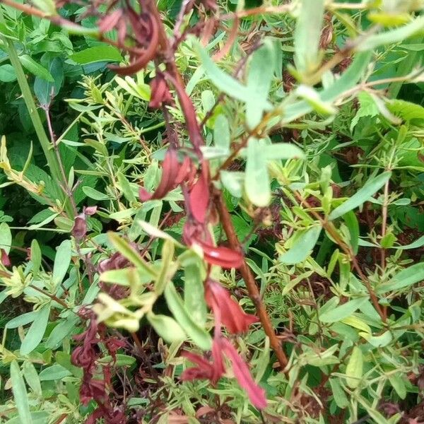 Hypericum hypericoides Fruit