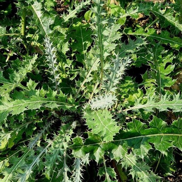 Argemone mexicana Leaf