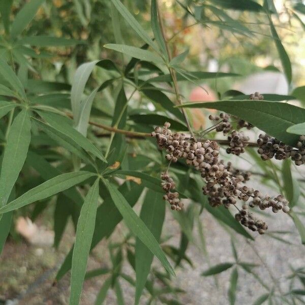 Vitex agnus-castus Frugt