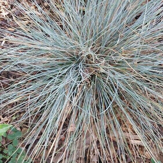 Festuca glauca Φύλλο