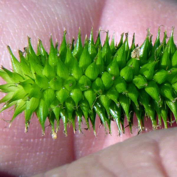 Carex pseudocyperus Fruit