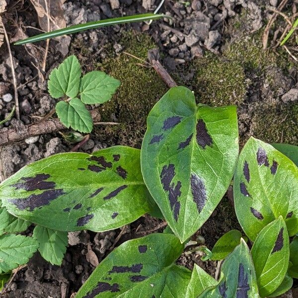 Arum maculatum Folio