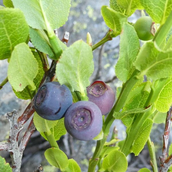 Vaccinium myrtillus Levél