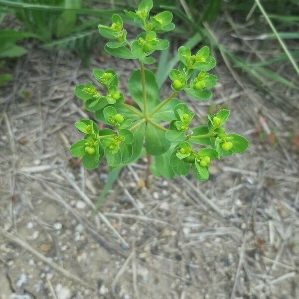 Euphorbia helioscopia ഇല