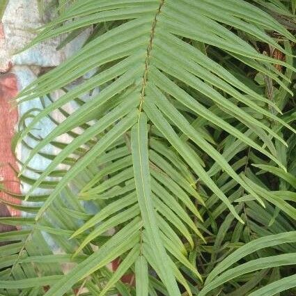 Pteris vittata Leaf