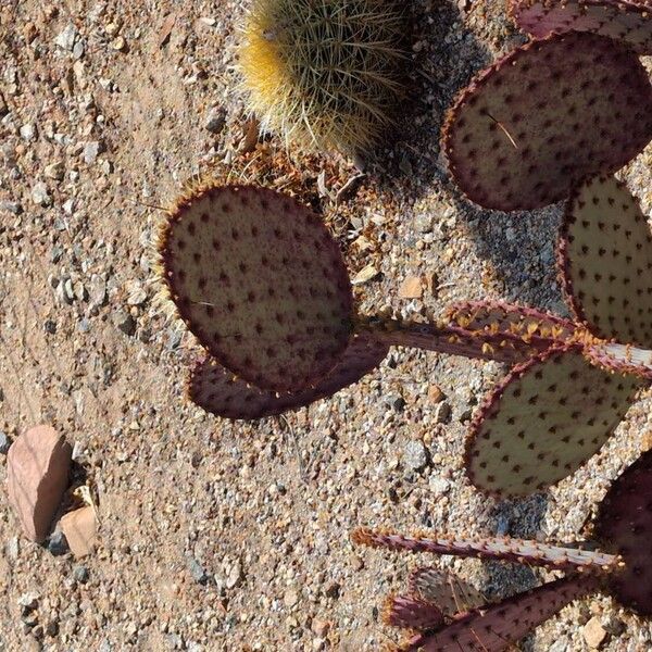 Opuntia macrocentra Leaf