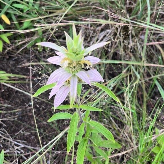 Monarda punctata Flower