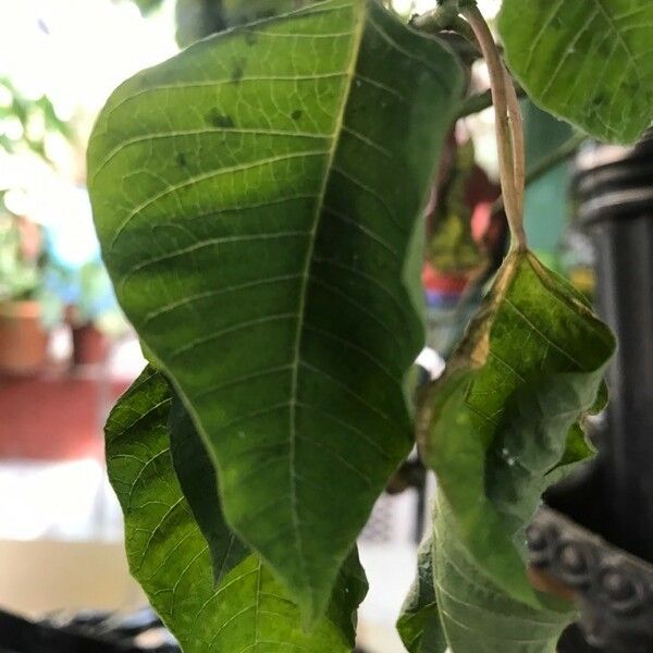 Euphorbia pulcherrima Blatt