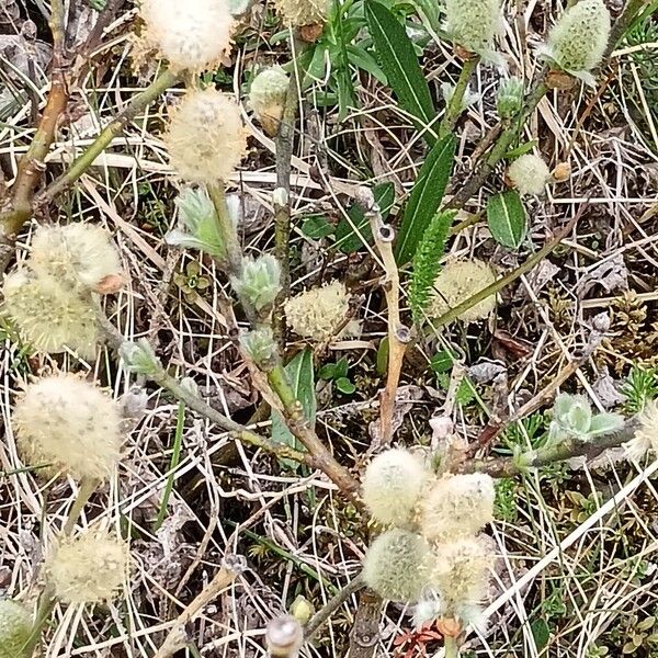 Salix lanata Flor