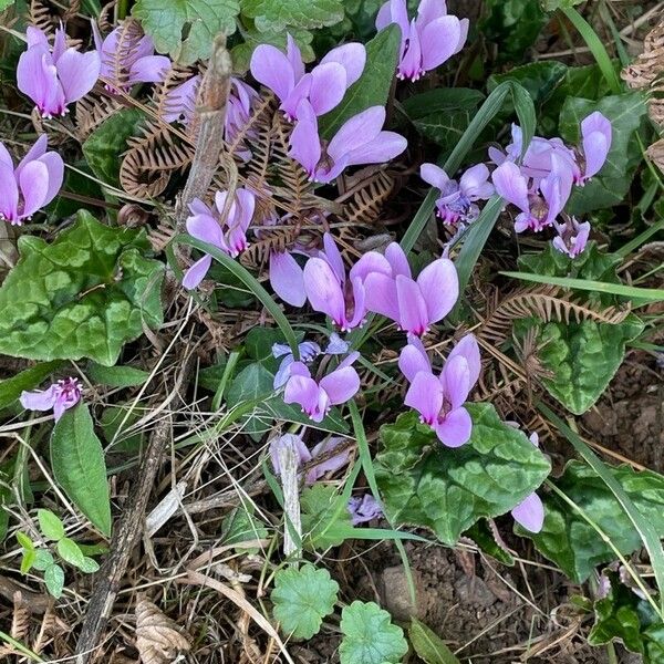 Cyclamen hederifolium 葉