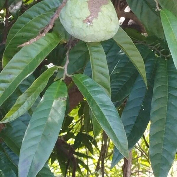 Annona reticulata Foglia