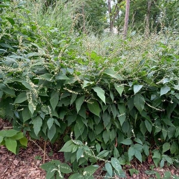 Persicaria virginiana Habitus