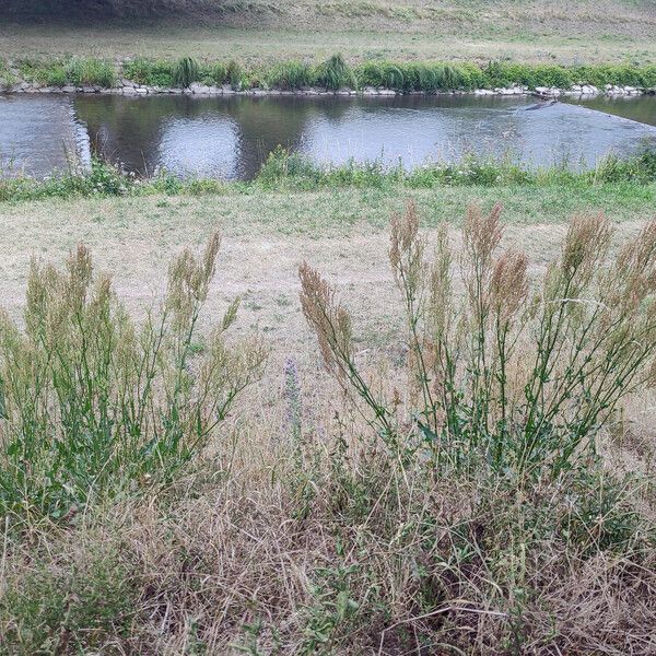 Rumex thyrsiflorus Flor